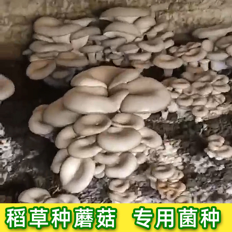 玉米芯稻草种平蘑菇食用菌栽培菌包菌种三级生产种家庭种植养殖户