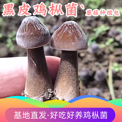 黑皮鸡枞菌蘑菇种植种菌菇食用菌