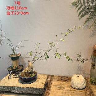 文人小叶簕竹阳台室内外桌面勒竹熟树桩绿植庭院花园盆景茶馆盆栽