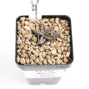 【朴原】图拉大戟 Euphorbia tulearensis 潮流块根多肉盆栽绿植