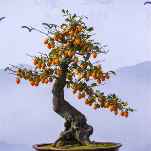 老鸦柿盆景素材老鸭柿生桩绿植盆栽新鲜室内室外庭院观果植物裸根