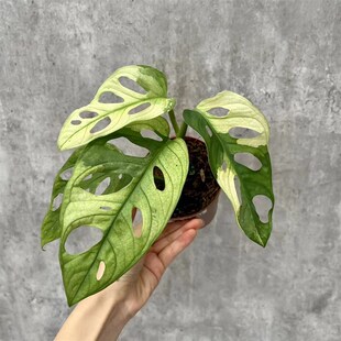仙洞锦薄荷仙洞白锦仙洞龟背竹进口稀有绿植盆栽室内阳台观叶趣味