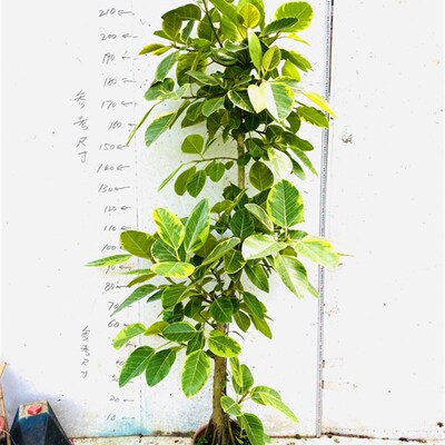 亿兆基地花叶富贵榕金边橡皮树室内观叶大型网红植物盆栽一物一拍