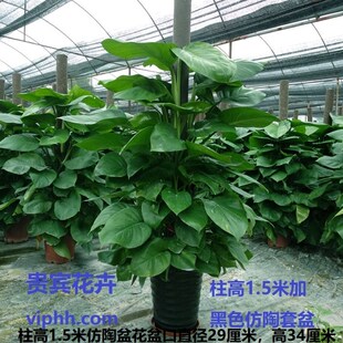 大叶绿萝立柱绿萝包邮大型室内植物常青盆栽绿植养眼环保净化空气