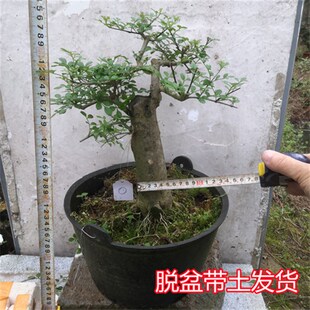 对节白蜡a 树桩盆景 微型观叶小盆栽树苗 对接阳台庭院金弹子包邮