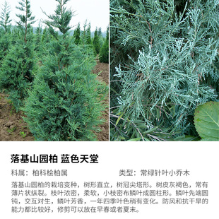 有寻植物 柏树树苗刺柏金线柏夏绿冬青盆栽室内庭院观赏绿植耐寒
