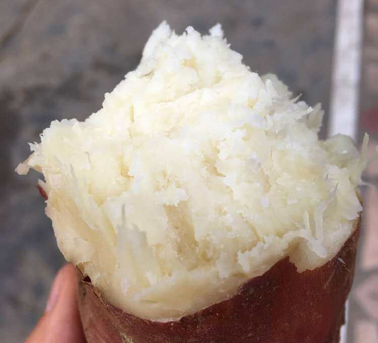 白心红薯新鲜白薯板栗地瓜 河南特产蔬菜粉面5斤装白瓤爆皮10番薯