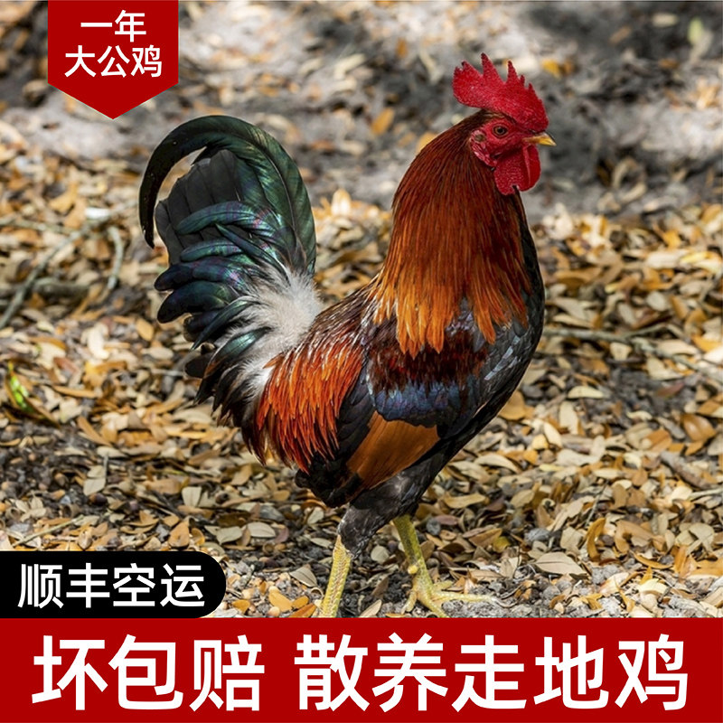 正宗苏北大公鸡农家散养新鲜笨公鸡草鸡走地鸡现杀农家土鸡整只