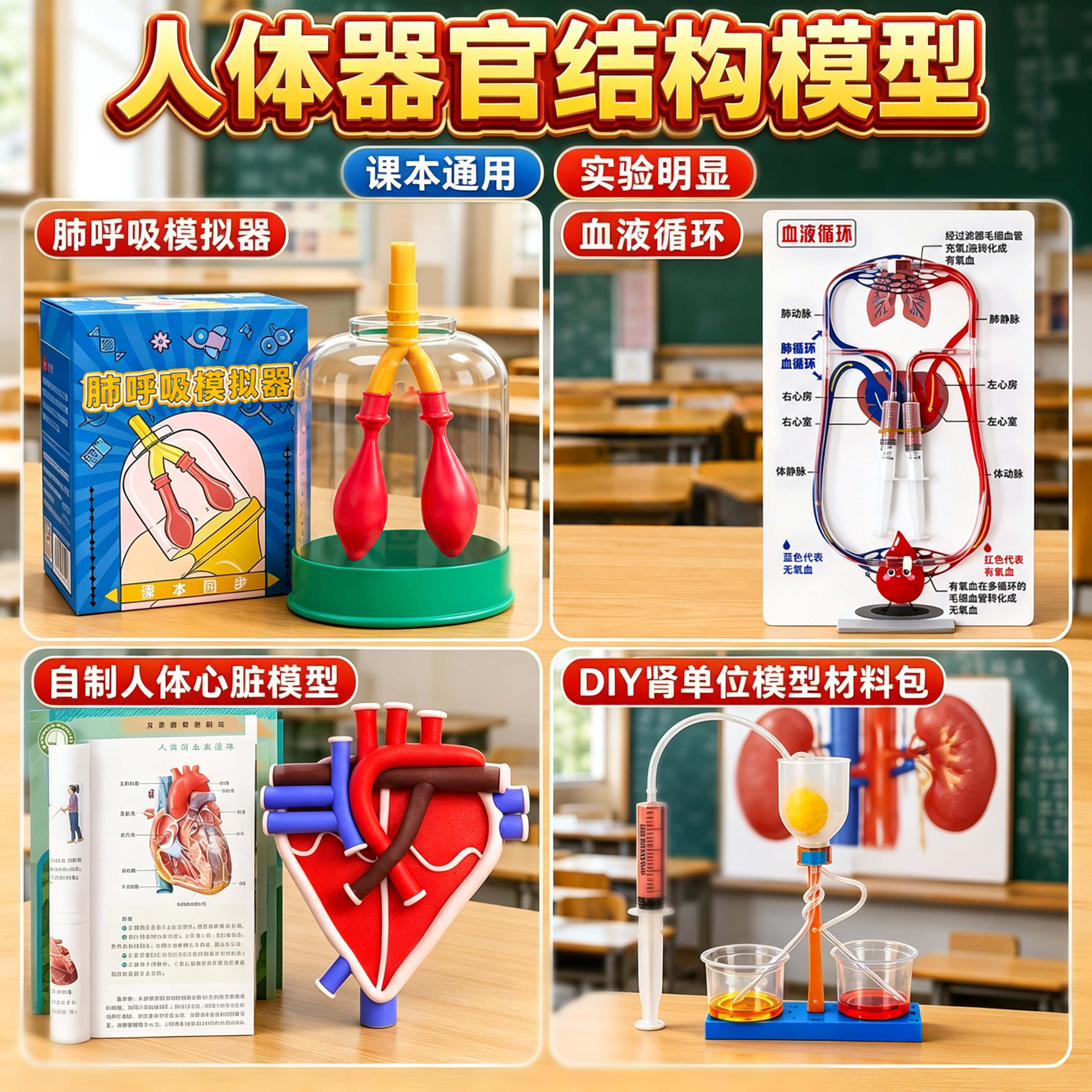 七年级初中生物DIY人体器官结构图片
