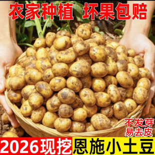 【富硒土豆】恩施小土豆2026年新鲜现挖黄心小个马铃薯洋芋粉糯