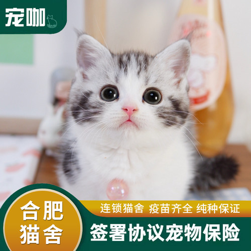 纯种美短猫幼猫活体虎斑猫矮脚猫小猫活物宠物猫咪美短加白起司猫