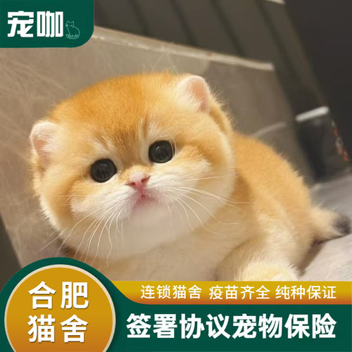 布偶猫幼猫纯种海双宠物猫幼崽网红小型仙女猫活幼体蓝双猫咪活物