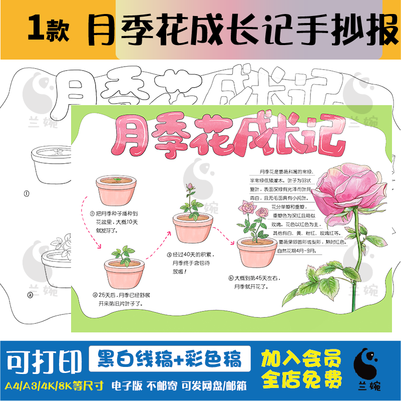 月季花成长记手抄报模板电子版自然笔记植物观察生长记录t325