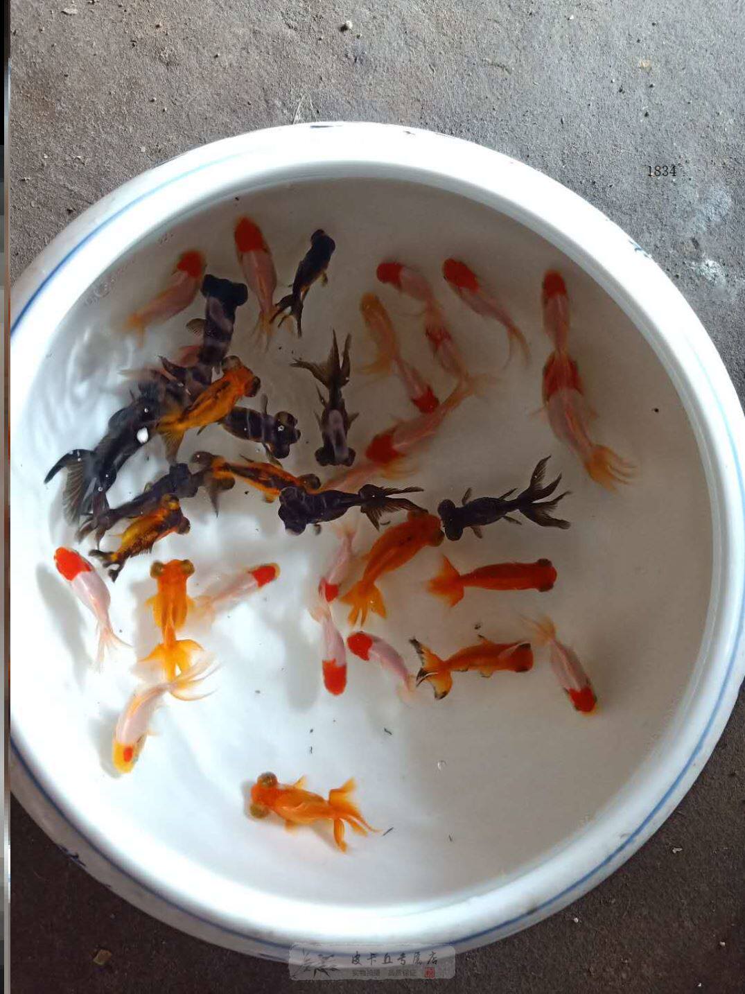 家养易活金鱼淡水观赏鱼好养活活鱼迷你锦鲤一斤草鱼缸鱼苗苗活体