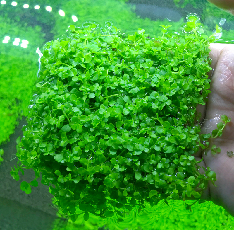 鱼缸前景草非种子活体水草趴地爬地矮珍珠挖耳牛毛毡迷你矮天湖葵