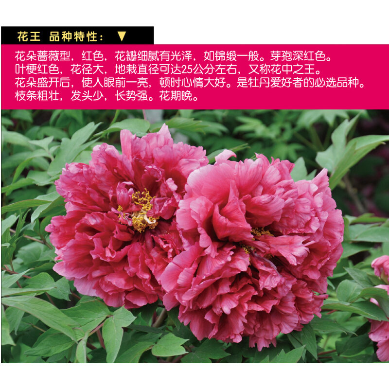3年苗重瓣品种洛阳牡丹大花正宗观赏对版盆地栽木本秋季发货包邮