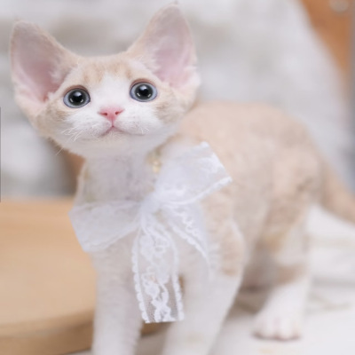 【德文家的猫猫】活体猫咪