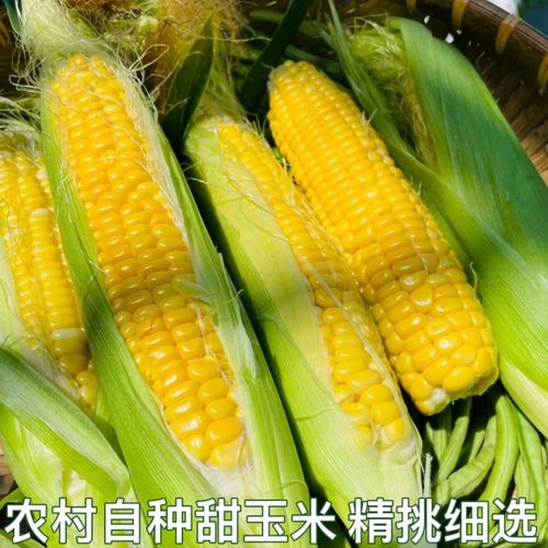 农村自种甜玉米黄农家菜黄玉米嫩玉米玉米棒子新鲜水果玉米现摘