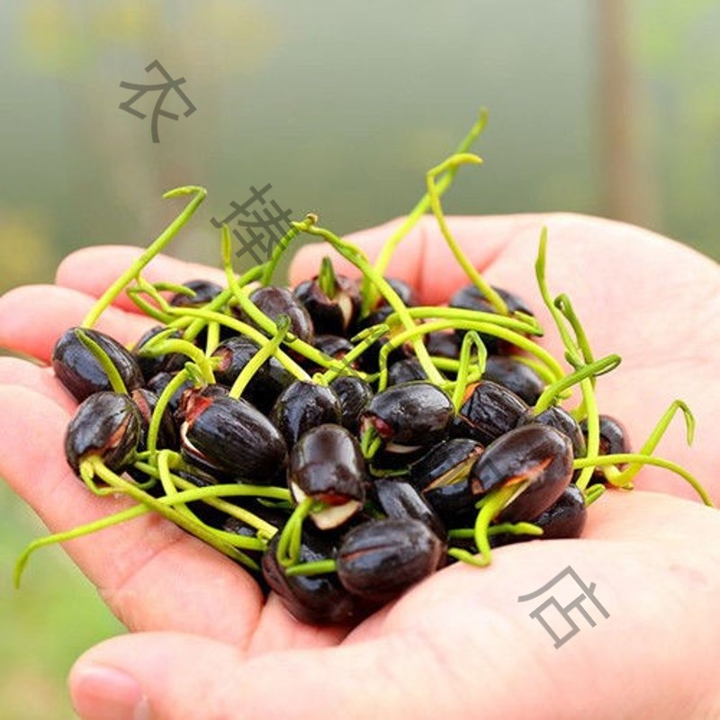 买一送一睡莲种子四季鱼缸水草懒人造景花鱼共养水族设备净化多肉