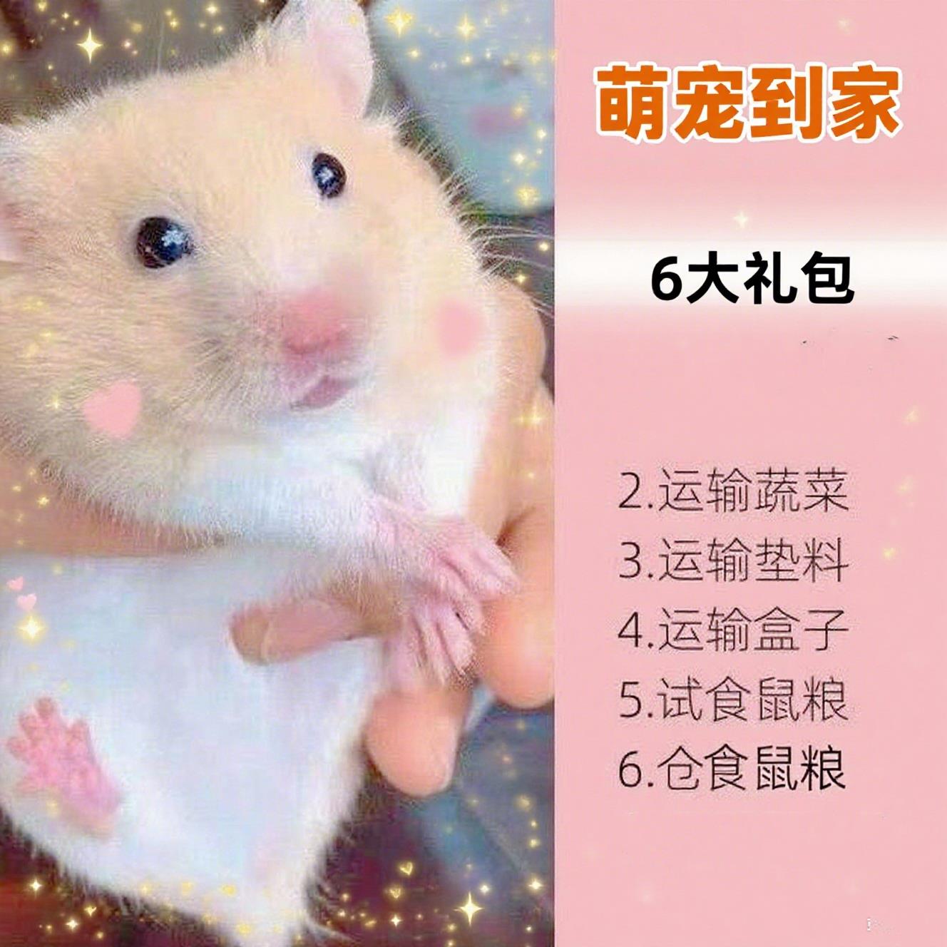 包邮小仓鼠活物已打疫苗活体公仔一对银狐布丁小宠物金丝熊送笼子