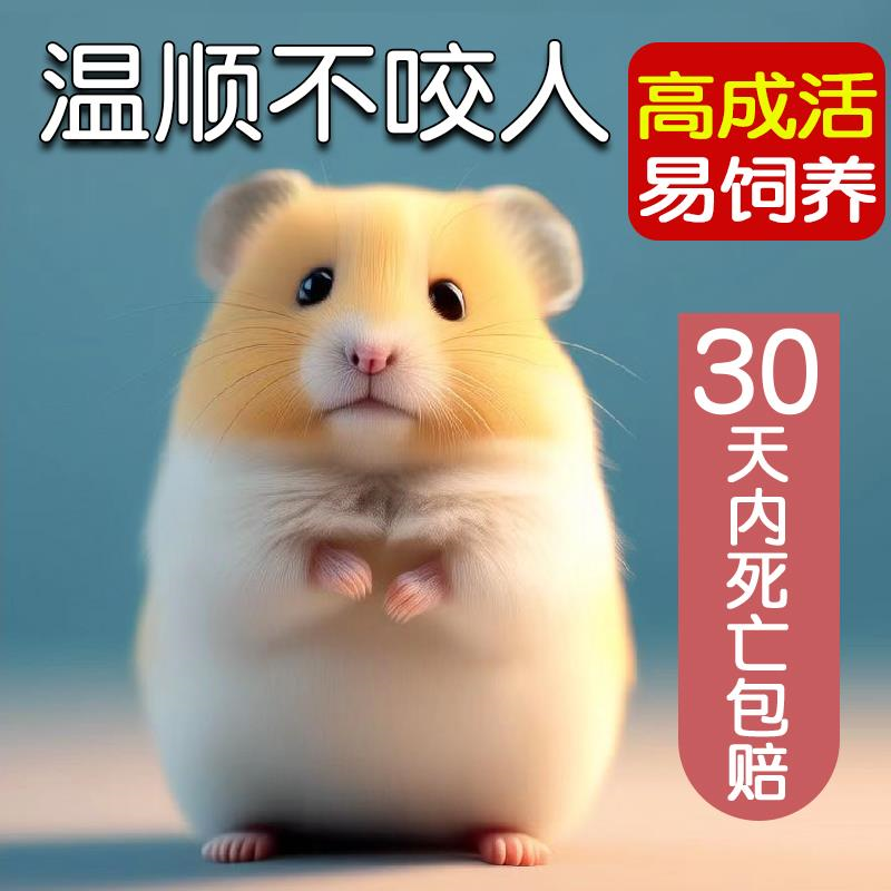 家养金丝熊小仓鼠活物鼠类宠物已打疫苗一公一母紫仓布丁银狐奶茶