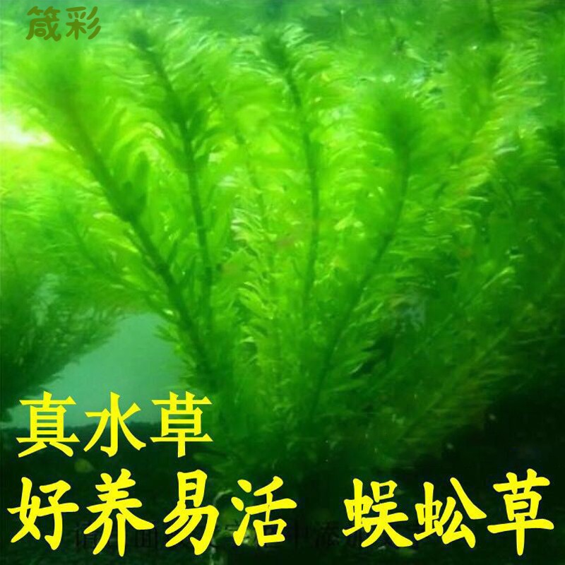斗鱼水草孔雀鱼专用蜈蚣草净水真活物鱼缸造景绿菊九冠缸增氧宠物