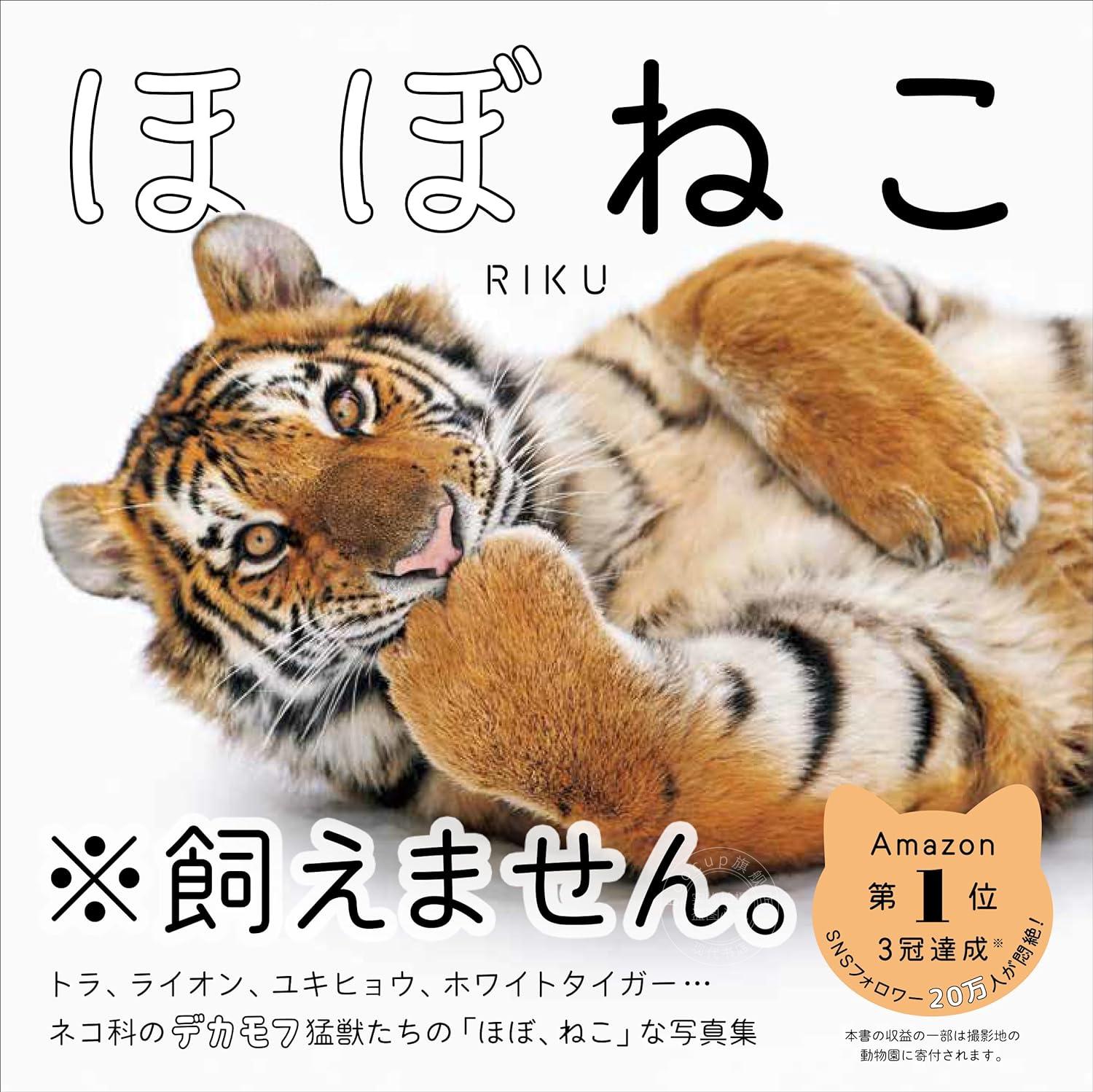 进口日文 大型猫科动物写真 老虎RIKUさん ほぼねこ rikunow