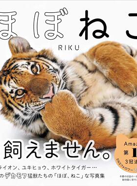 进口日文 大型猫科动物写真 老虎RIKUさん ほぼねこ rikunow