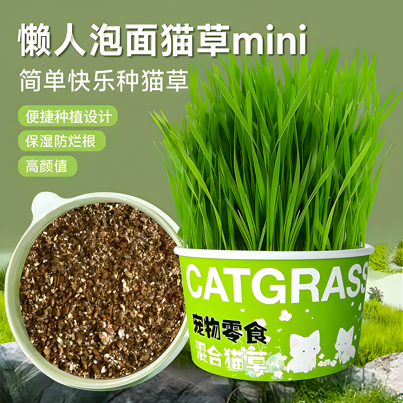 【新手首选】懒人泡面猫草种子