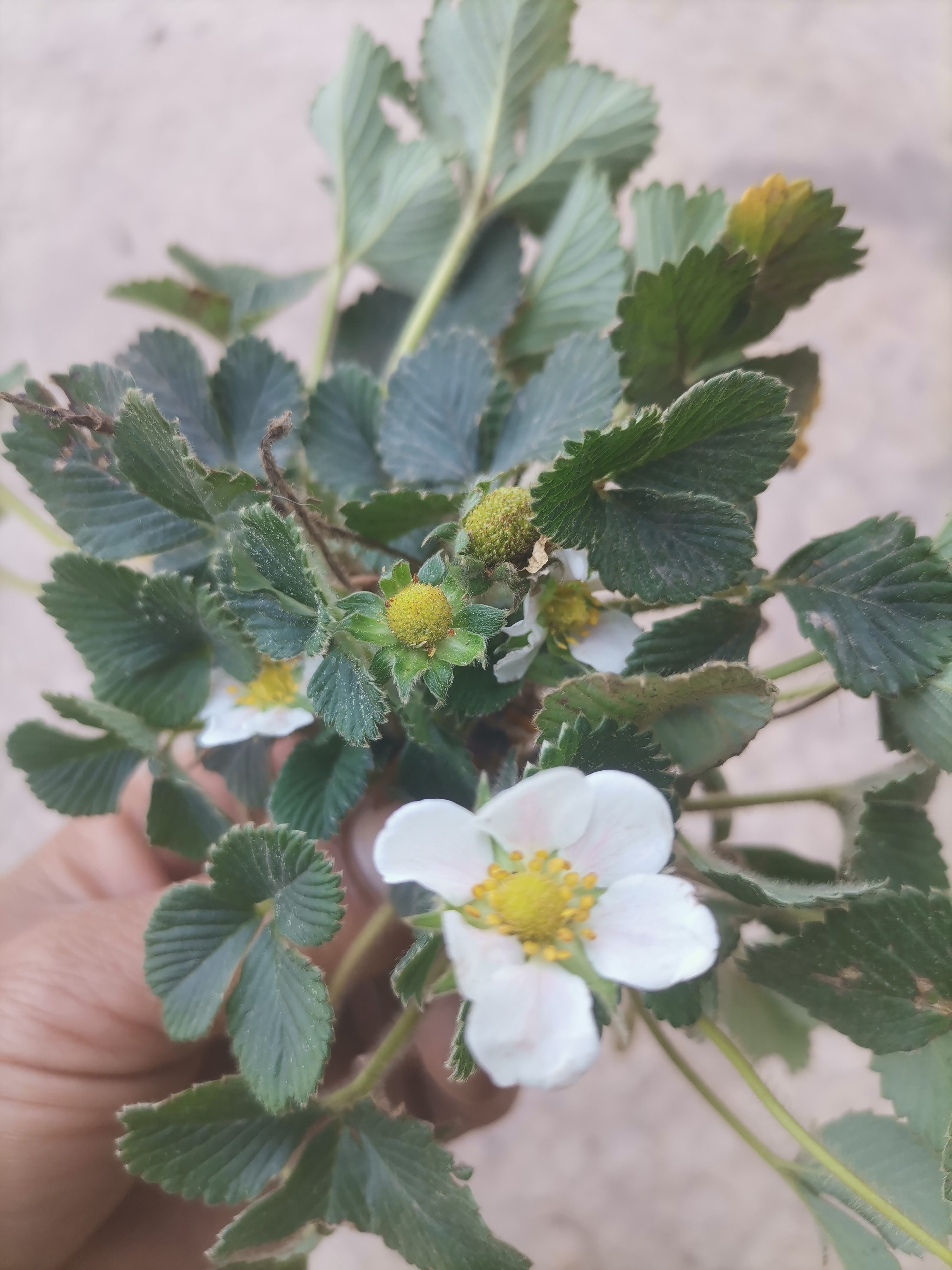 山区新鲜山草莓苗奶油白草莓苗白