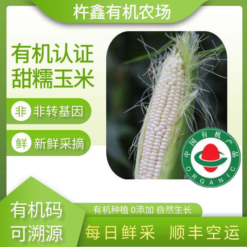 有机玉米新鲜现摘农家非转基因甜糯玉米带皮玉米棒顺丰空运直发