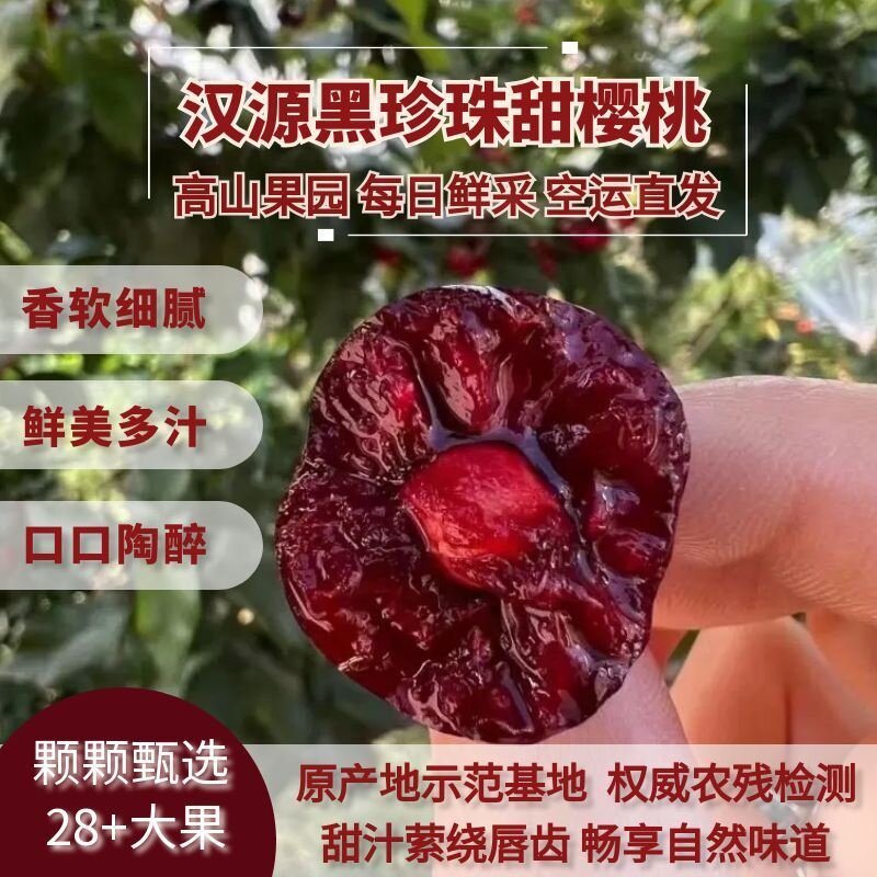 2026新一季汉源黑珍珠甜樱桃车厘子高山果园每日鲜采空运直发