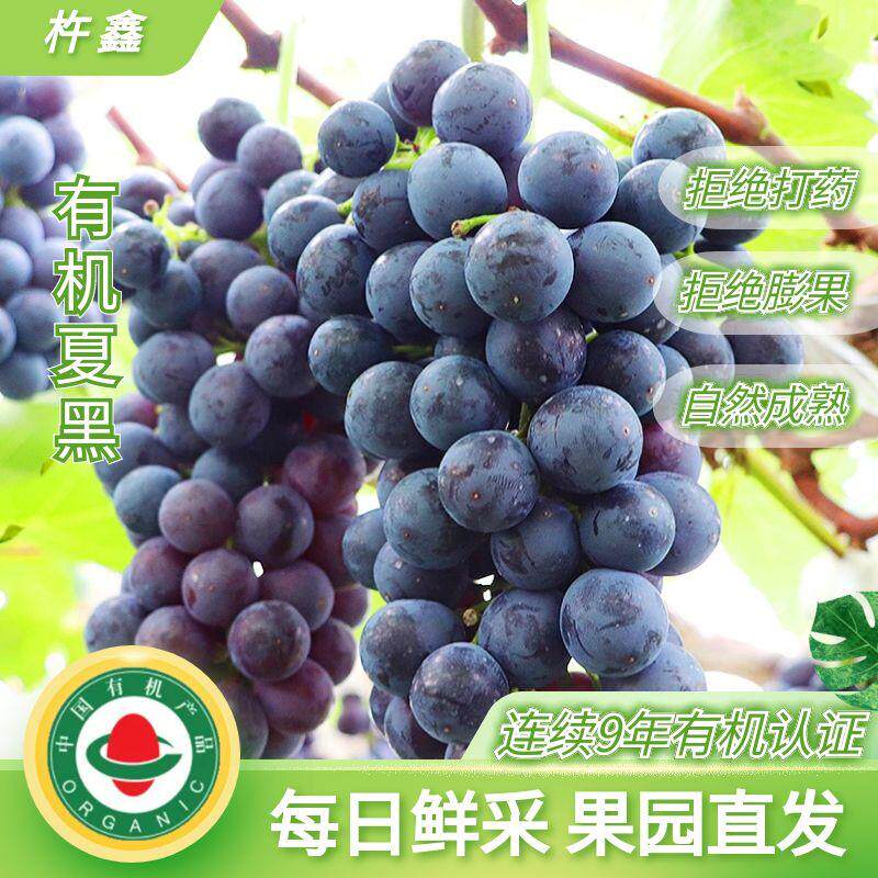 有机葡萄夏黑葡萄自然无添加
