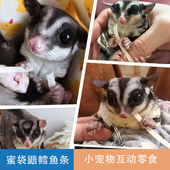 蜜袋鼯零食鳕鱼条宠物仓鼠松鼠花枝鼠飞鼠蜜袋鼬刺猬吃 营养食物
