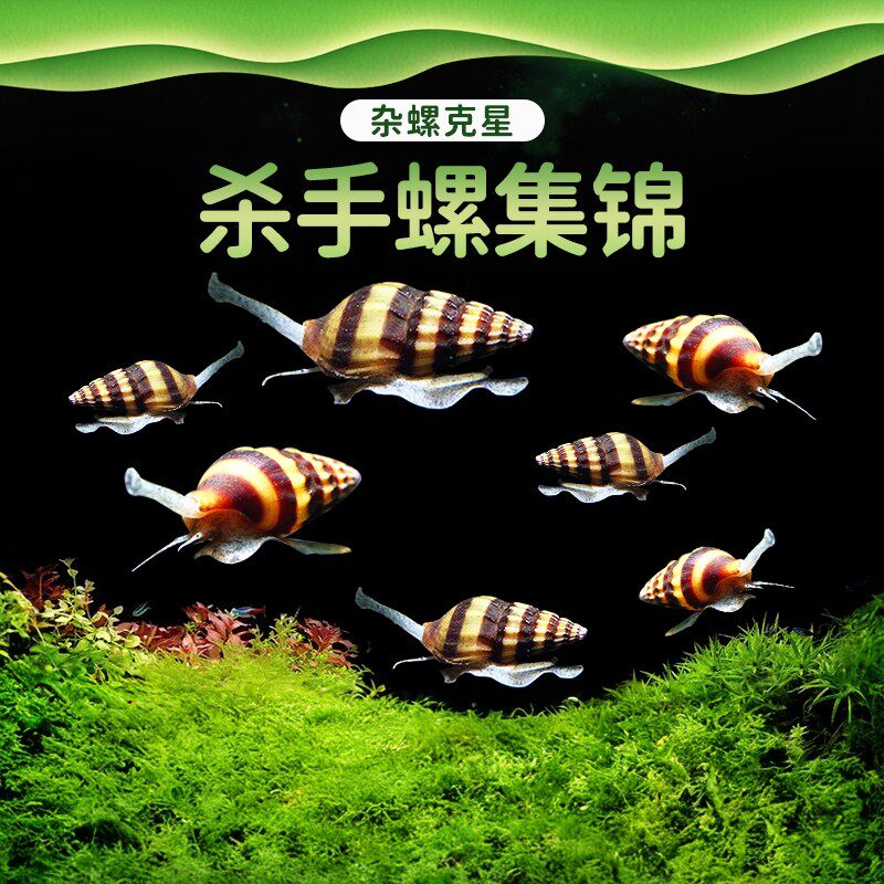 杀手螺观赏除藻杂螺除涡虫大黄蜂工具清洁鱼缸热带淡水草缸钻纹蜗