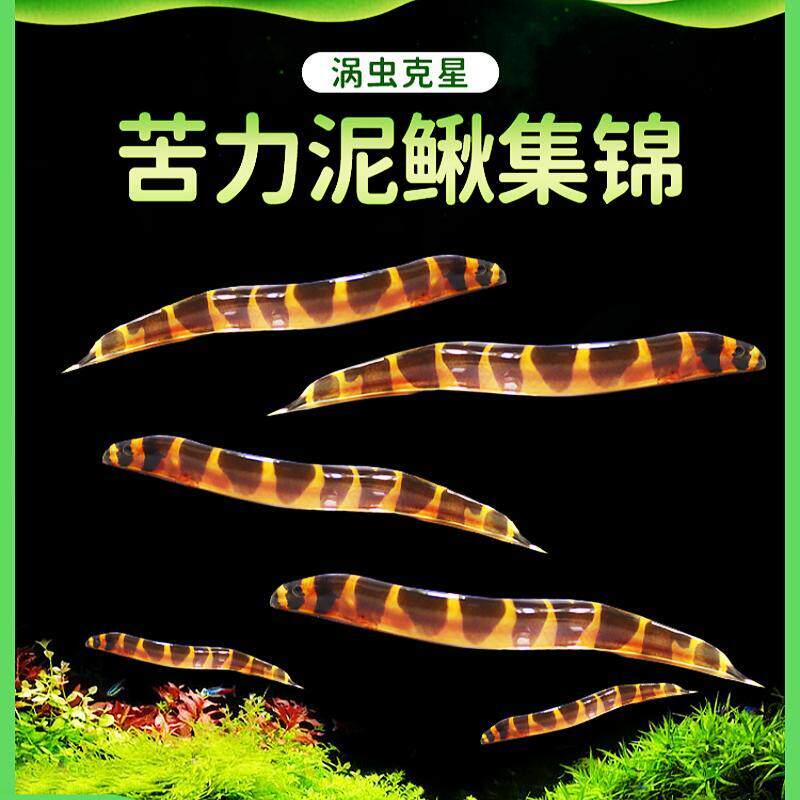 苦力泥鳅鱼轮胎龙鱼除蛋白虫涡虫杀手观赏鱼活体热带工具鱼