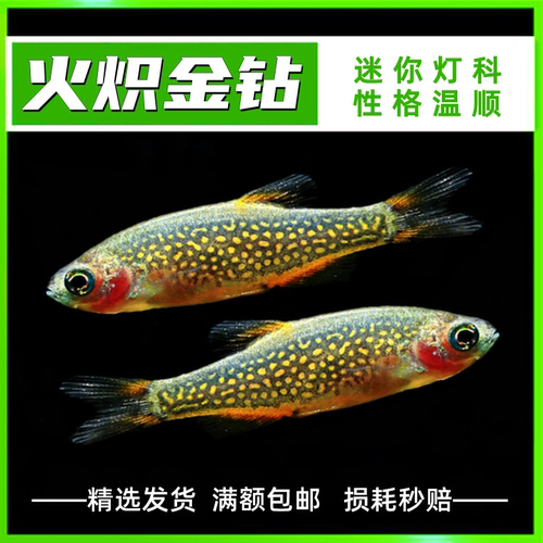 火炽金钻 热带鱼 观赏鱼 淡水鱼 小型鱼灯科鱼草缸群游鱼活体