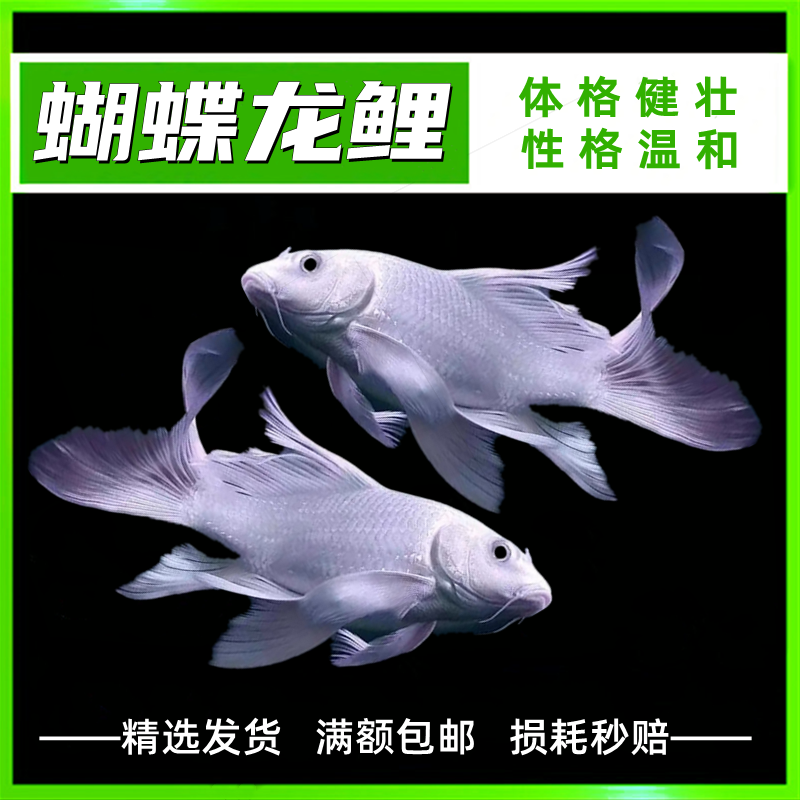 观赏鱼冷水鱼球形短身长尾台湾蝴蝶鲤龙鲤活体龙虎魟配鱼贵妃龙鲤