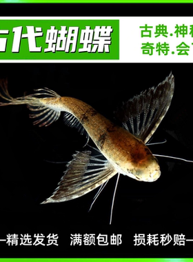古代蝴蝶鱼优惠券 古代蝴蝶鱼价格 多少钱 麦穗日记