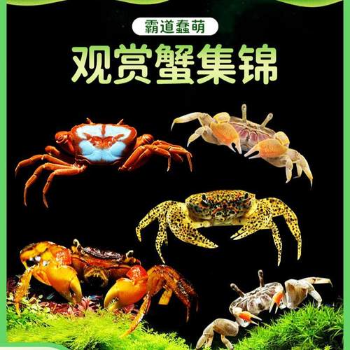 包邮迷你深水豹点蝴蝶宠物辣椒蟹