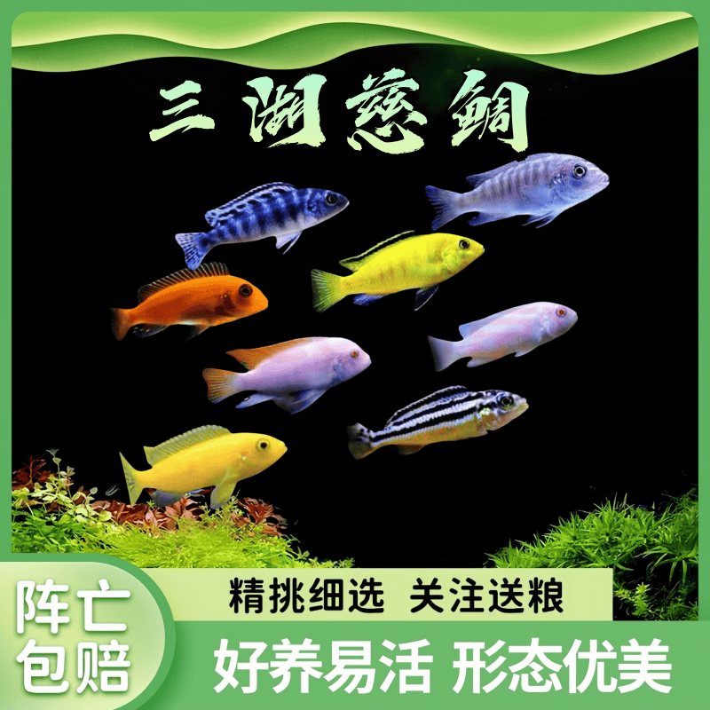 小型非洲王子热带鱼三湖慈鲷包邮