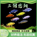 三湖慈鲷鱼小型杂鲷科鱼热带淡水坦鲷非洲王子蓝阿里六间鱼好养