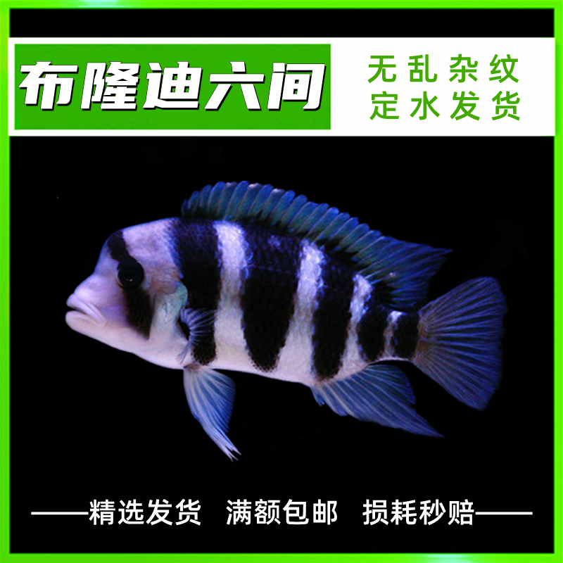 热卖热带观赏鱼布隆迪六间鱼活体三湖慈鲷坦鲷皇冠蓝六间包活报损