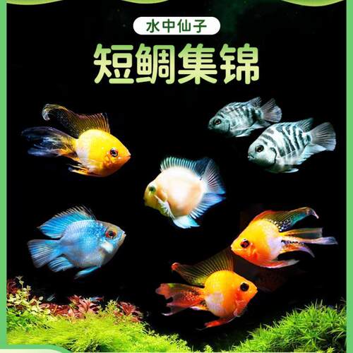 包邮短鲷套餐金波子鱼凤凰球鱼宝蓝球鱼荷兰凤凰鱼包活活体热带鱼 - 封面