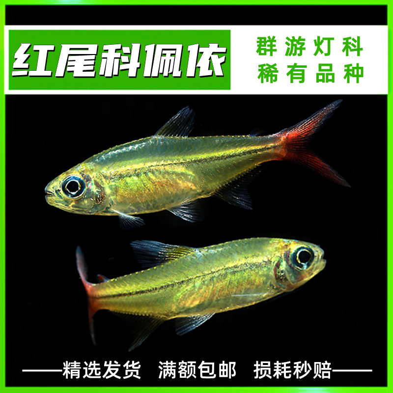 南美小型活体淡水鱼