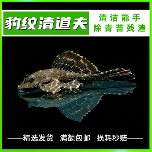 异形豹纹清道夫琵琶青苔