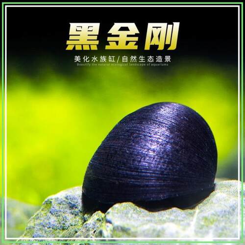 淡水黑金刚除藻刷刚螺