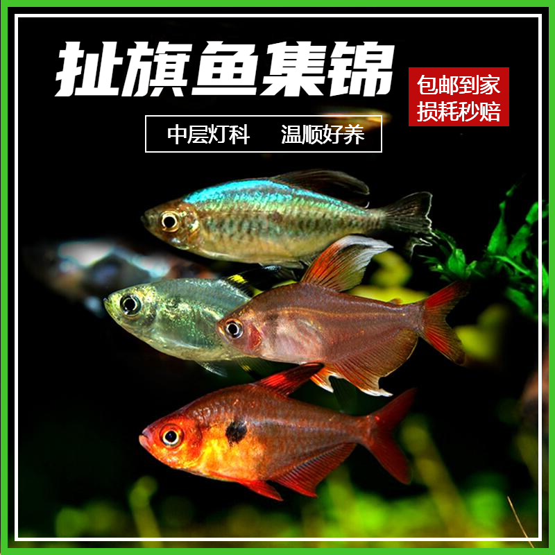 扯旗鱼集锦 白翅红玫瑰黑旗红衣梦幻鳍粉红大勾玻璃扯旗草缸活体