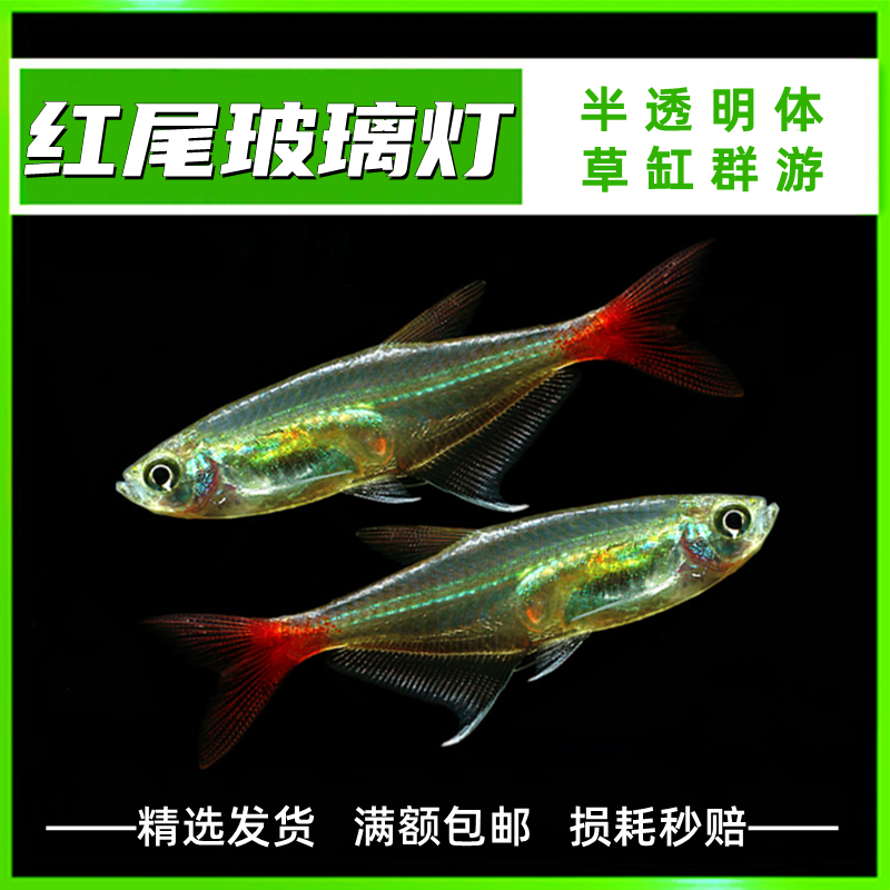 红尾水晶灯鱼透明玻璃鱼 热带鱼观赏鱼淡水鱼宠物鱼活体