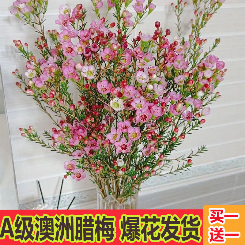 澳洲腊梅鲜花云南昆明直发冬季家用插花水养鲜切花银柳婚庆喜庆花